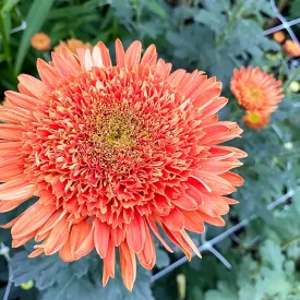 Anzac Chrysanthemum (4 pk)