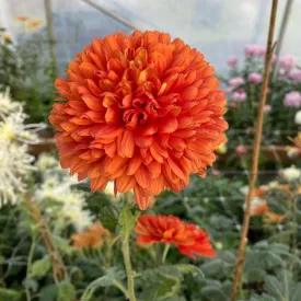 Brilliant Chrysanthemum (4 pk)