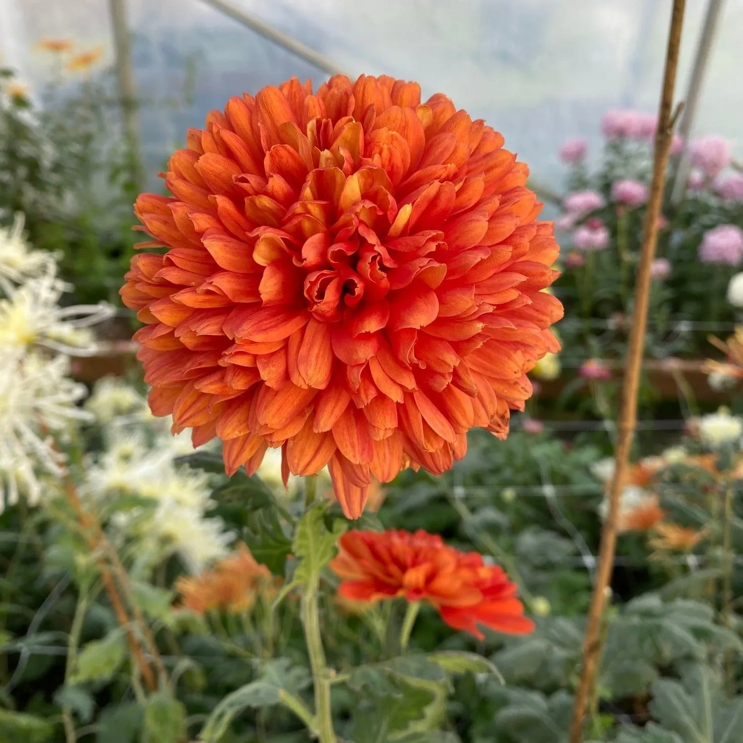 Brilliant Chrysanthemum (4 pk)