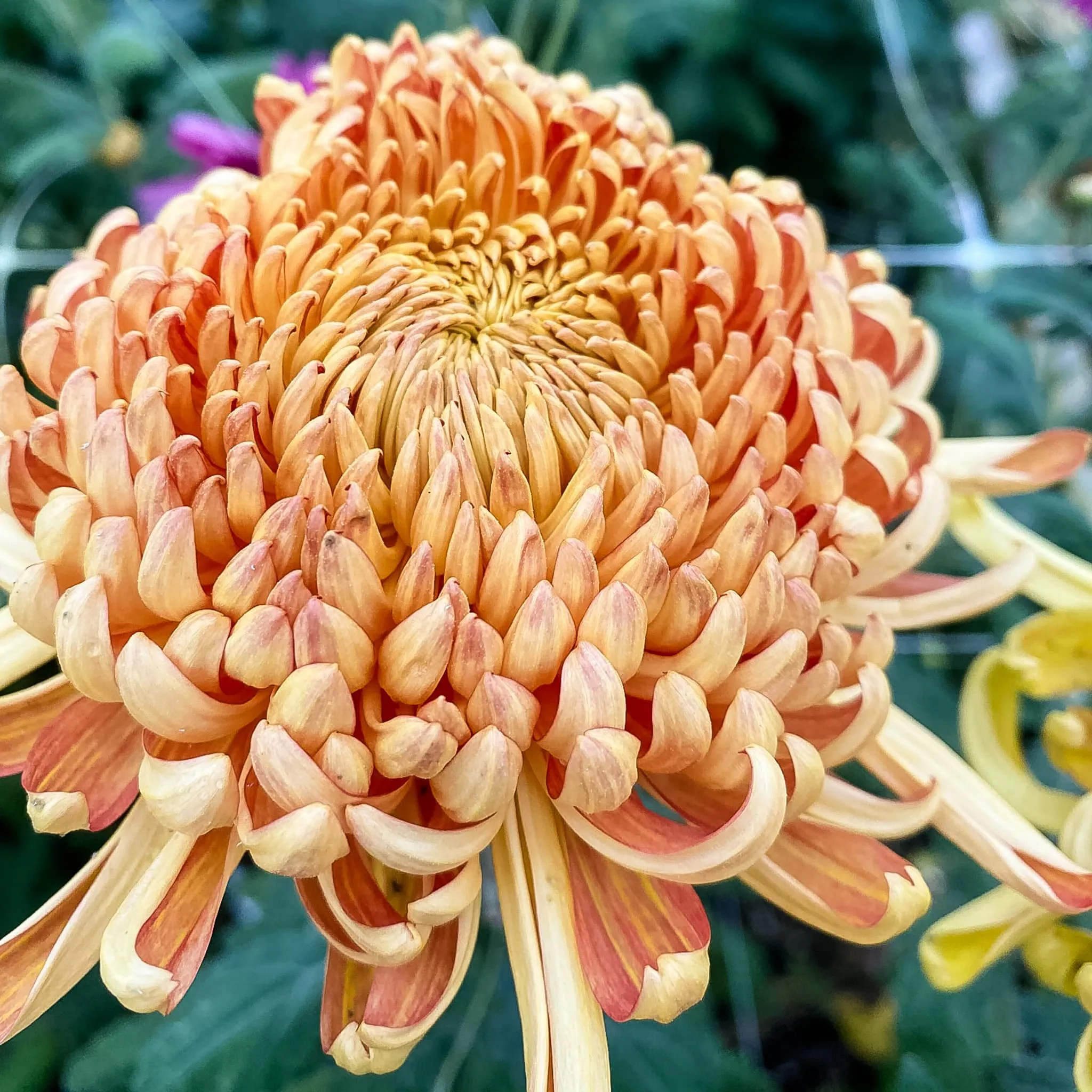 Champagne Beauty Chrysanthemum (4 pk)