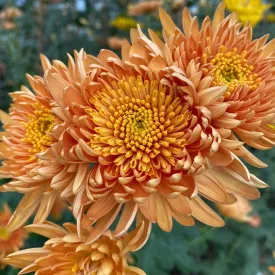 Daybreak Chrysanthemum (4 pk)