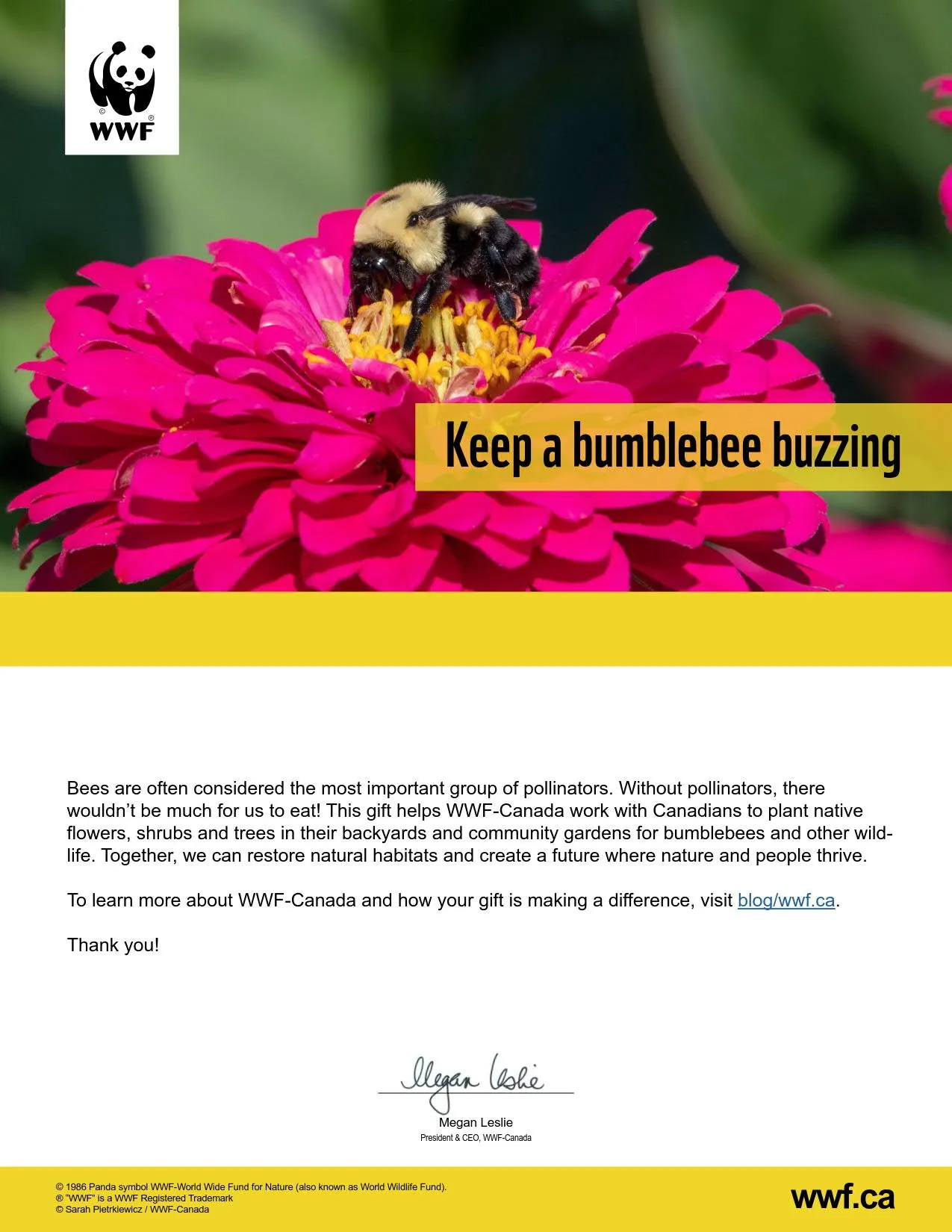 keep a bumblebee buzzing