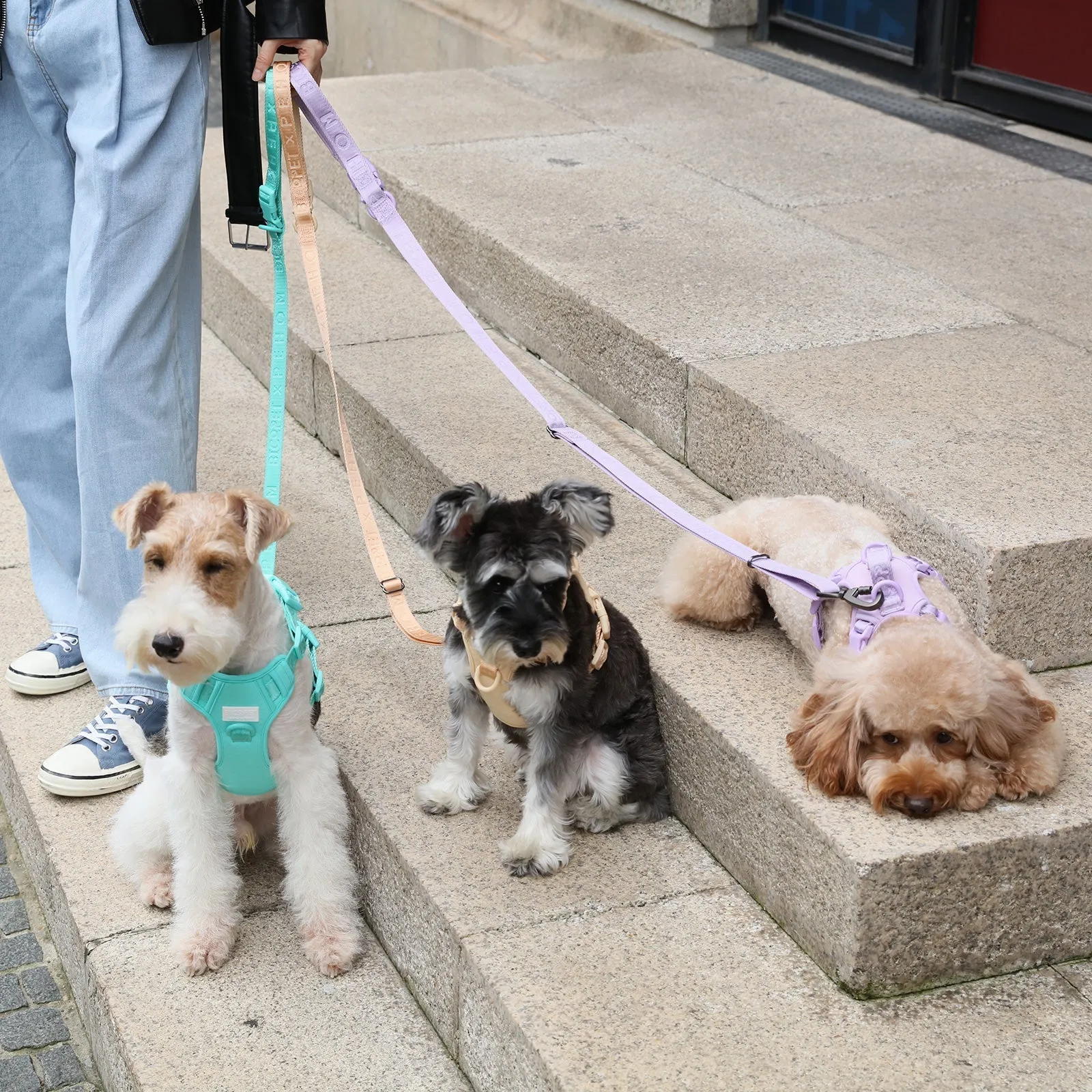 PADDED  ACTIVE  PET LEASH  - MINT PURPLE