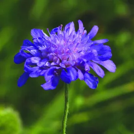 Scabious